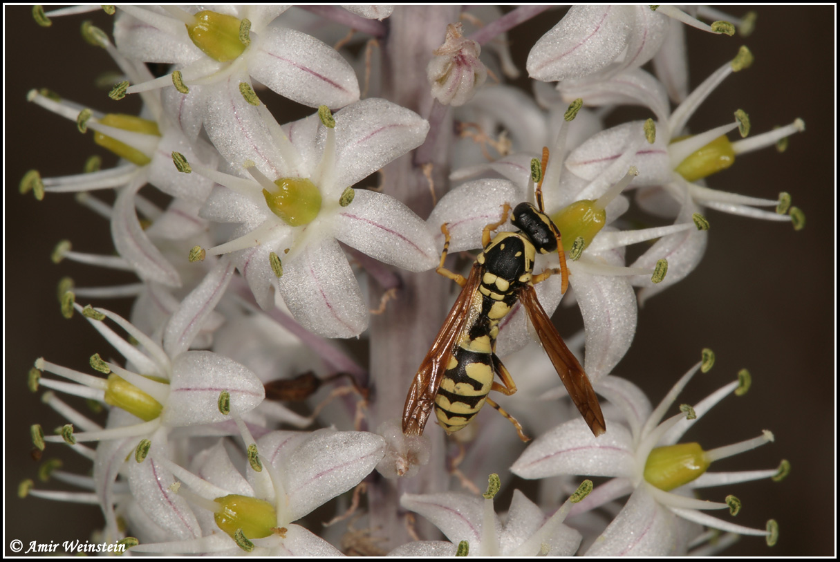 Hymenoptera d''Israele